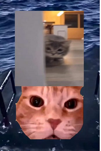 Cat Memes That Will Make You Laugh Out Loud!