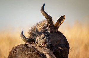 Black Wildebeest - Interesting Facts About the White-Tailed Gnu