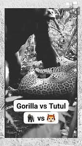 Gorilla vs Macan Tutul | Hasibuan Tritama Wirakarsa