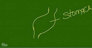 The digestive system has three main functions relating to food:... | Filo