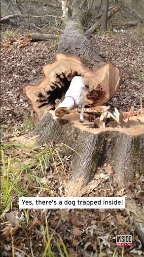 How Did Dog Get Trapped in Tree Trunk? #shorts