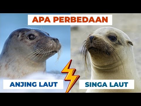 What is the Difference Between Seals and Sea Lions #saintfriends