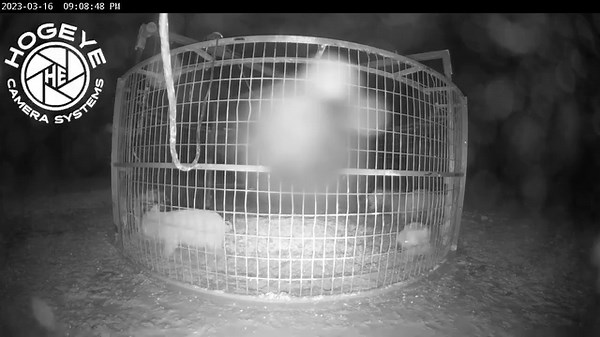 398K views · 8.1K reactions | Evening catch in the #bigpigtrap | Big Pig Trap | Facebook