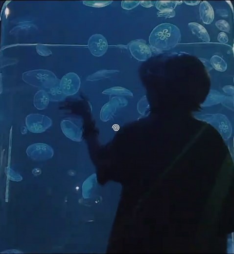 Mesmerizing Jellyfish Experience in a Dim Aquarium