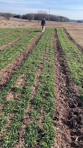 1.1K views · 16 reactions | Enjoying this warm weather and checking on winter rye cover crop.  | High-Yield Market Farming | Facebook