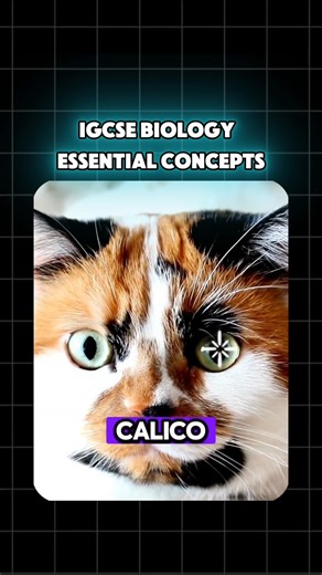 chem-bio.info by Hosni on Instagram: "🔴 IGCSE Biology 2026 Exams Essential Concepts Part 8 (Inheritance) This explains why tricolor cats are always female IGCSE biology inheritance 2026 - **🧬 Sex-linked characteristics**: Traits with genes usually located on the X chromosome. - **👫 Males and females** can have X-linked traits, but males are more likely to express them. - **🔄 Inheritance**: - Males inherit the Y chromosome from their fathers and the X chromosome from their mothers. - **🎨 Exa