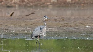 Great blue heron hunting in a serene wetland during early morning light