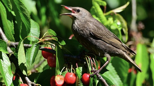 The compact cherry tree variety you can grow in a pot that birds will flock to in summer