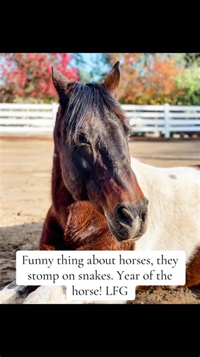 Funny thing about horses, they can sniff out snakes. Cheers to the year of the horse! To all of you parading around in your new Christmas boots I hope you learn to actually tack a horse this year or maybe muck a stall! 🫶🏻 #damncityslickers #FYP #needforspeed @Lindsay #horsetok #exposed