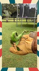 Spiny Leaf Insect 📹kaynelawton | T.T.P-Animals 2