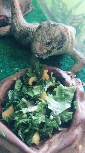 Creating Nutritious Lizard Food: Tips and Fun Facts