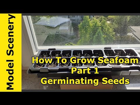 How To Germinate Seafoam Seeds To Make Homemade Seafoam Trees Sowing and Germinating