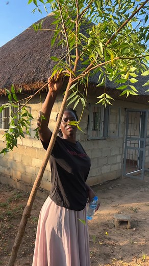 45K views · 1.1K reactions | Brushing in the morning using a stick | Nyako Nyako | Facebook