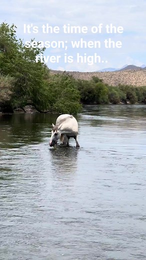 It's the season for eelgrass! Salt River wild horses snorkel for eelgrass in the Salt River, every year at this time until the end of summer, video by Chuck Donald, Reel by SRWHMG.ORG #srwhmg #saltriverwildhorses #eelgrass | Salt River Wild Horse Management Group