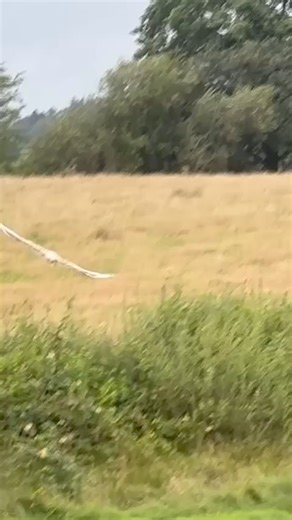 🌿 A Rare Sight in the Skies Above Gigrin Farm! 🌿 Check out this stunning footage captured by Thomas Brickwood from the Big Tower Hide at Gigrin Farm, where one of the rare leucistic red kites was spotted soaring through the skies of Rhayader. With its striking white plumage, this majestic bird stands out from the usual red kite flock. 🦅 Visit the red kite feeding centre at Gigrin Farm to experience these awe-inspiring moments up close, where hundreds of kites, buzzards, and ravens gather to f