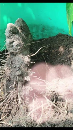 Dioscorea alata from our Slice of Paradise # வெற்றிலை வள்ளி கிழங்கு #nature #terracegardenindia