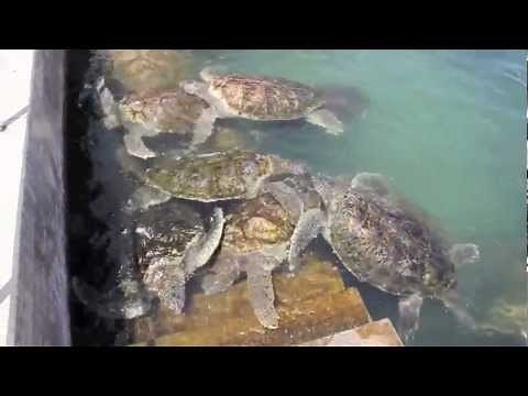 Cayman Island Turtle Farm