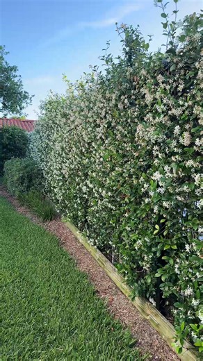 Here is our confederate jasmine living fence from my neighbors’ yard, which also happens to be my parents. It’s been low maintenance from their side, but we were meticulous about weaving the plants’ longer tendrils through the fence and back to our side as the plants were climbing and covering the fence. #livingfence #jasmine #gardening #homedesign