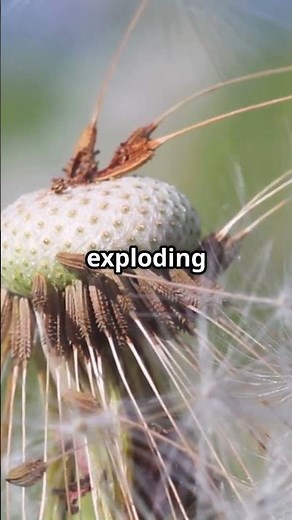 Explode to Spread!!! #tiktok