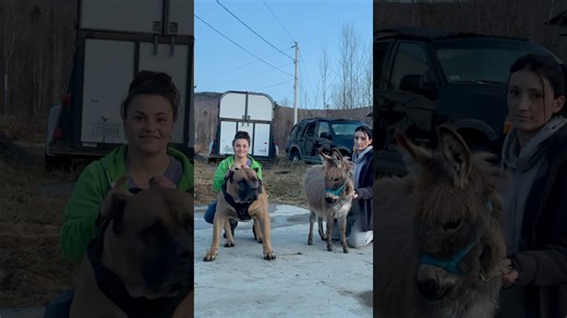 Pit bull vs small mule—size comparison you have to see