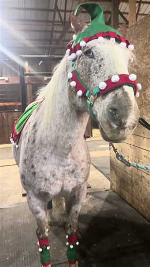 Axe getting into his Christmas spirit! 🎄 #viral #horse #wisconsin #christmas #wisconsin