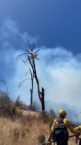 #BerryFire UPDATE (12:25 pm): Intel 12 has mapped the fire at 67.2 acres and firefighters have stopped its forward progress. Ground resources expect a commitment time five hours for mop-up and to fortify control lines. 📍Location: Berryessa Knoxville Road, north of Lake Berryessa (Napa County) ⌚️Time of Dispatch: 10:50 a.m. | Aug. 8, 2025 | CAL FIRE Sonoma-Lake-Napa Unit