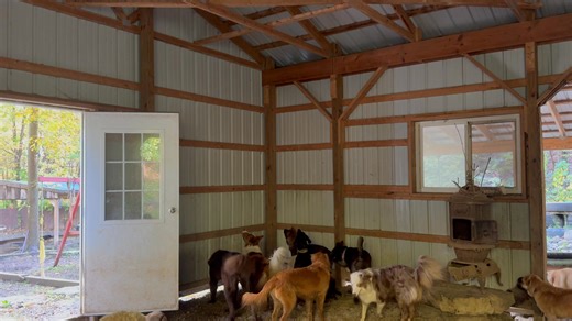 Hunting season in full effect. | Critter Sitters CNY