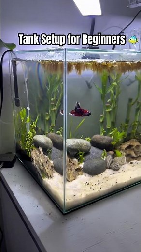 Tank Setup for Beginners 🐠 #aquarium #fish #fishtank #youtubeshorts #shorts #fyp #communitytank #yt