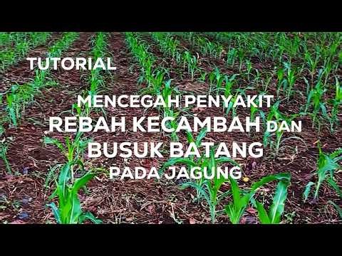 Tutorial on Preventing Damping-Off and Stem Rot in Corn