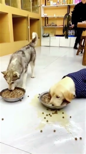 Dogs Taking a Bath – Too Cute to Handle!