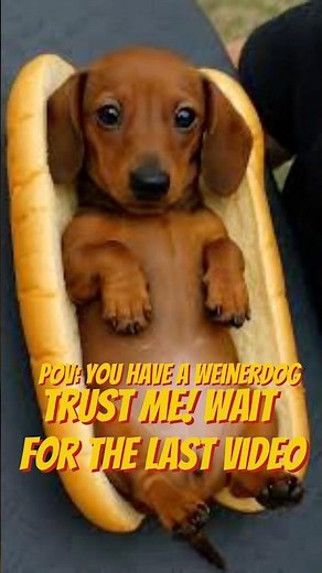 POV: You have a Wiener Dog 🌭🐶