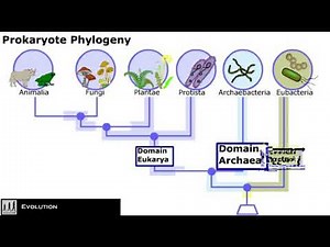 Classification of Bacteria || Prokaryotes