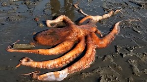 Girl in Washington state helps rescue giant stranded octopus