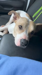 Update - ADOPTED! 🥳 Total sweetheart Bella is looking for her forever home! Bella Dancer is a 3-year-old, 40 lb lady with a heart full of love to share. She's house and kennel trained, and enjoys car rides. Bella gets along famously with dogs of all sizes, and she adores playtime. She's also a gentle soul when it comes to kids, making her an ideal family pet. We're unsure how she may be with cats. This girl is as sweet as they come and so friendly! She loves to meet new people. She'll melt your