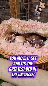 How much money do we spend on our pets, and their interest seems to last only a second 😆 This cosy bed looked great in theory but the ferrets seem to prefer a basic fleece blanket or hay! Then I move it to a different place and, hey presto its the greatest thing ever.... for a second. | Kingsdown Ferrets