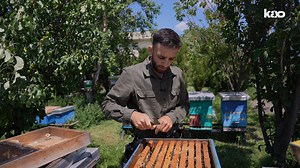 77K views · 666 reactions | Si jetojnë bletët dhe si prodhohet mjalti? Si shumohen ato dhe si krijohen kolonitë, çfarë roli kryen mbretëresha? ‘Një bletë i viziton rreth 4 milionë lule për të nxjerrë një kavanoz mjaltë’ – Bletari Rrahim Grainca | Kallxo.com | Facebook