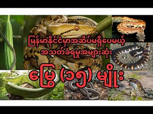 15 Non Venomous snake in Myanmar မြန်မာနိုင်ငံမှာ အဆိပ်မရှိမြွေ ၁၅ မျိုး