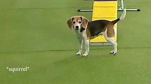 775K views · 27K reactions | Master Agility Champions come in all shapes, sizes, speeds, and even attention spans. Even the very best athletes can have an off day. | Westminster Kennel Club Dog Show | Facebook