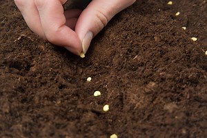 Cómo sembrar chile serrano » Huerto en casa