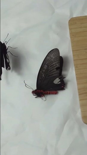 I Tried to Fix a Butterfly’s Broken Wing…