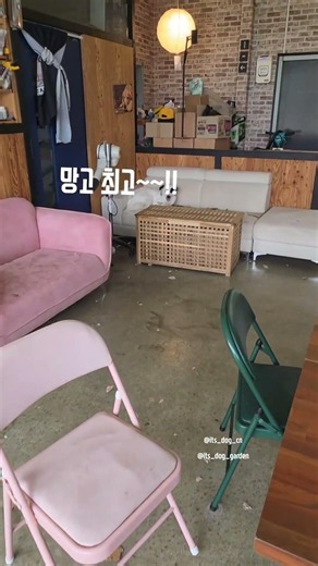 #강아지 #애견영상 #반려견 #puppy #천안유기견카페