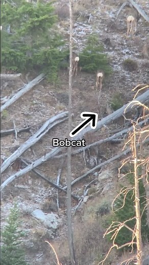 Bobcat vs Badger: Intense Wildlife Encounter
