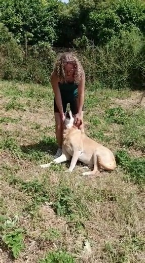 (Focus Adoption) Présentation d'Adibou par l'une de nos bénévoles ! Adibou est un beau Labrador qui recherche un foyer aimant pour ses vieux jours. C'est un adorable papy qui pourrait volontiers partager son quotidien avec un autre chien. Il a besoin d'un jardin, de tranquillité et de beaucoup d'amour. Pour plus d'informations, contactez-nous par mail à info@avarefuge.fr | AVA - Agir pour la Vie Animale