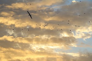 State Declares Success: Rat Eradication Complete on Lehua Island | Maui Now