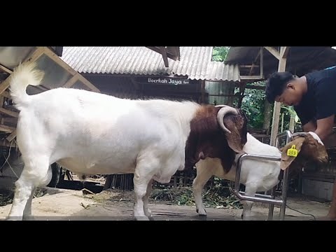 Boer goat grading up with f4 goat to produce boer purebred | Boer goat farm in village