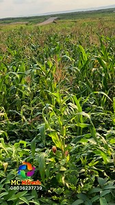 How to use corn silk for bed wetting #reelschallengereelschallengereelschallengereelschallengeviral #trendingvideosreels #viralphotochallenge #healthtips #reelsviralシ #HealthyLifestyleReels | MC Mfresh