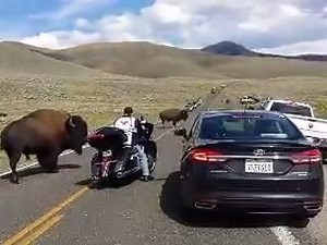 5.6K views · 64 reactions | Ustedes que harían ?? | GEAR BIKERS | Facebook