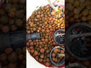 Hydroponic: Dutch Bucket System