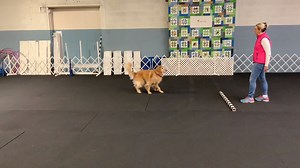 26K views · 409 reactions | Whether your dog is friendly or reactive,...