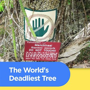 You can't eat it, touch it, stand under it or even burn it. Basically, just stay the hell away from it. | ScoopWhoop